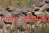 sm_playernames2